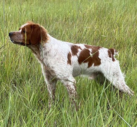 Male Brittany Hunting Dog For Sale