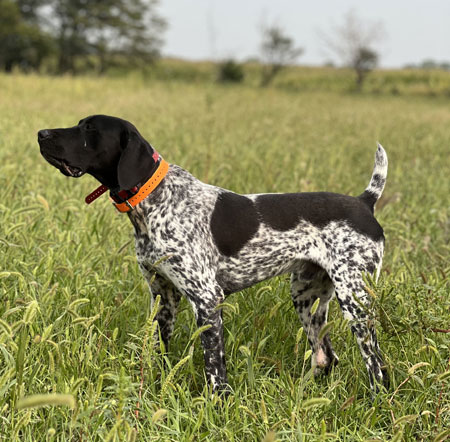 Male German Shorthair Hunting Dog For Sale