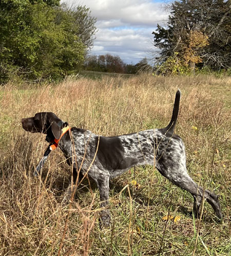 German Shorthair Hunting Dog For Sale