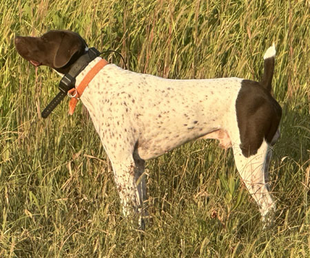 German Shorthair Hunting Dog For Sale