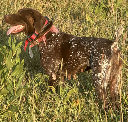 German Shorthair Hunting Dog For Sale
