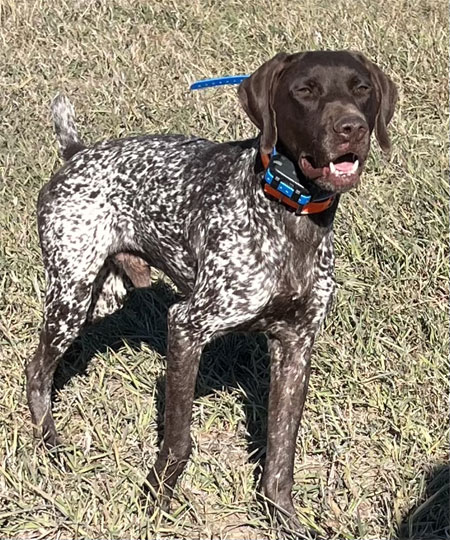 Male German Shorthair Hunting Dog For Sale