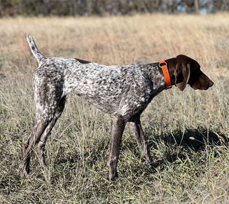 German Shorthair Hunting Dog For Sale