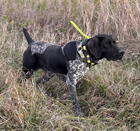 German Shorthair Hunting Dog For Sale