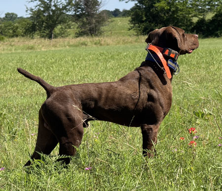 German Shorthair Hunting Dog For Sale
