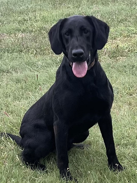 Black Male Labrador Retriever Hunting Dog For Sale