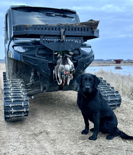 Labrador Retriever Hunting Dog For Sale
