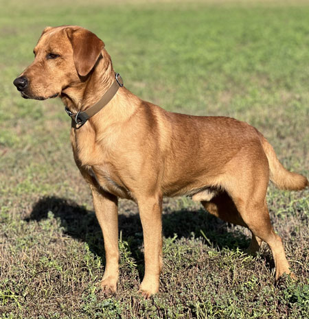 Red Fox Labrador Retriever Hunting Dog For Sale