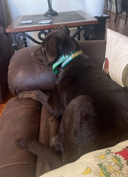 Female Chocolate Labrador Retriever Hunting Dog For Sale