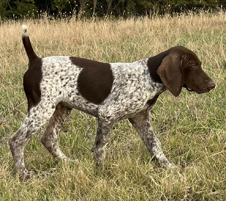 German Shorthair Hunting Dog For Sale
