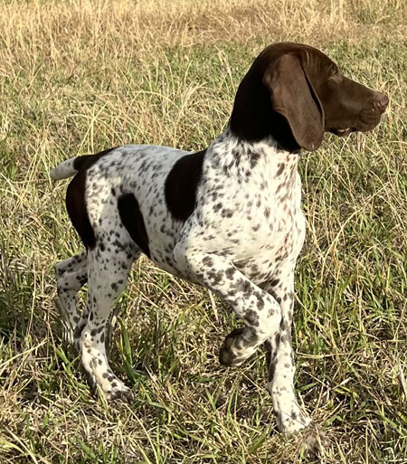Female German Shorthaired Pointer Puppy for Sale