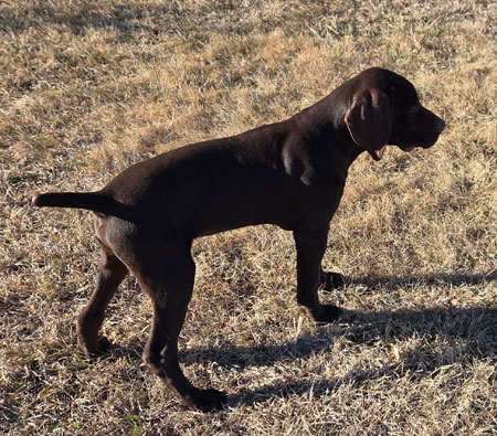Male German Shorthaired Pointer Puppy for Sale