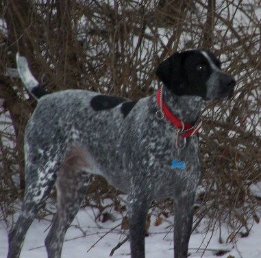 Wyatt German Shorthair Pointer Hunting Dog